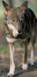 Red Wolf - rarest of all wolves - pictures and facts