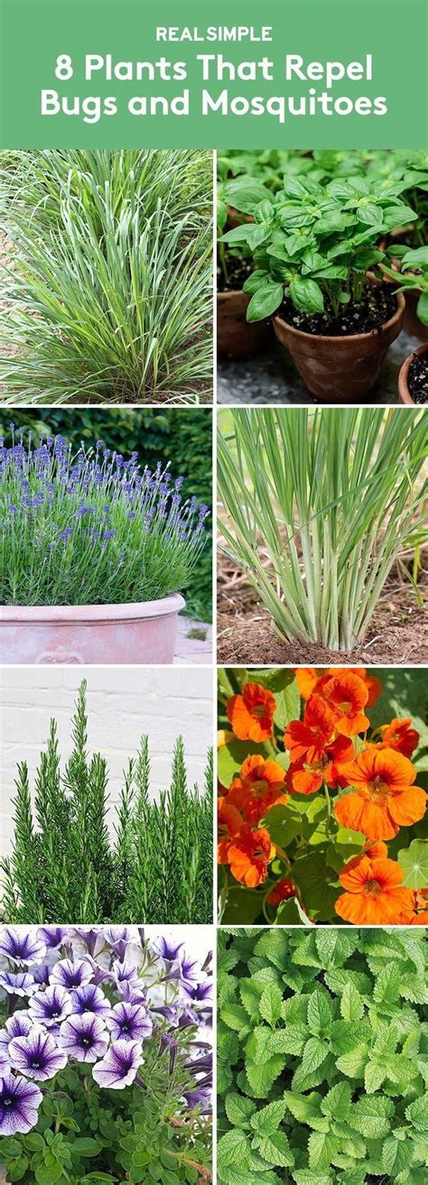 Low Maintenance Garden Idea | Plants, Plants that repel bugs, Mosquito ...