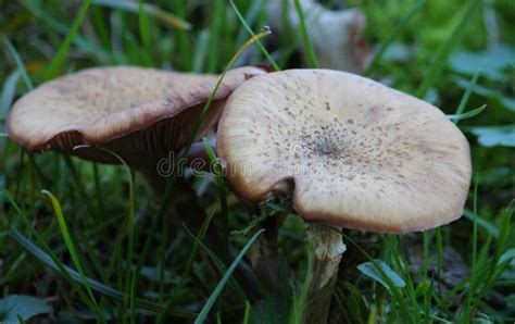 Closeup Of Edible Orange Mushrooms Lactarius Deterrimus In A Forest
