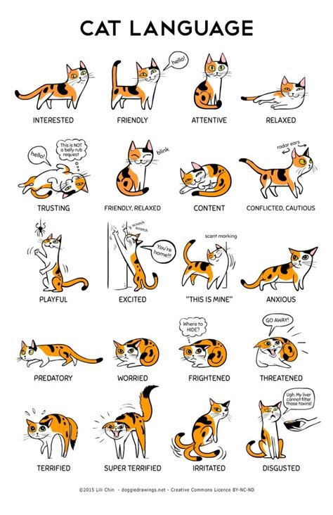An Informative Illustration That Explains What Cats Are Communicating