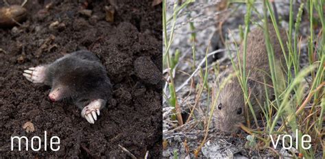How to catch moles in your garden. Moles or Voles in your Garden? : Plantskydd