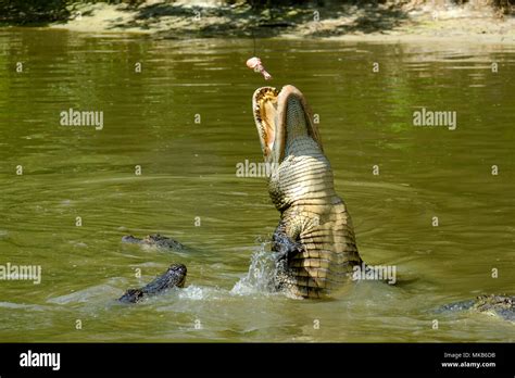 Alligators Feeding In Wild Florida Reserve Usa Stock Photo Alamy