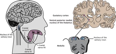 Taste Foundations Of Neuroscience