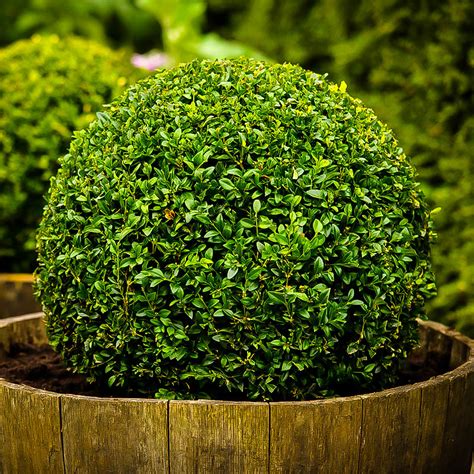 In winter boxwood's strong shapes dominate the landscape, standing like evergreen sentinels. American Boxwood For Sale | The Tree Center™