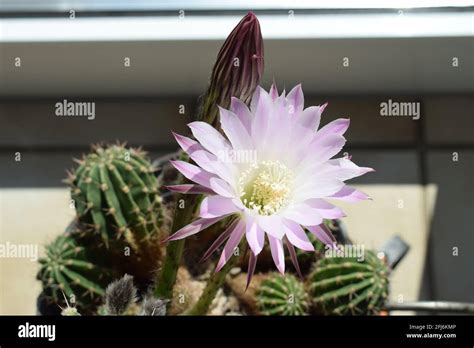Blooming Queen Of The Night Cactus Scientific Name Selenicereus