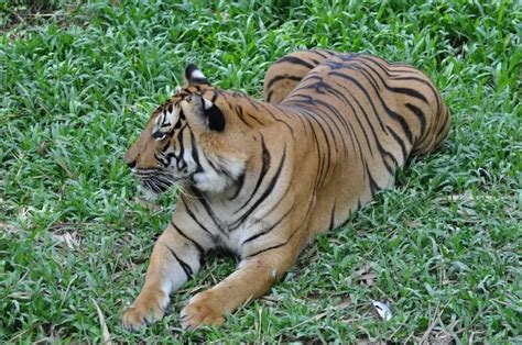 Sumatran Tiger Facts Diet Habitat And Pictures On Animaliabio