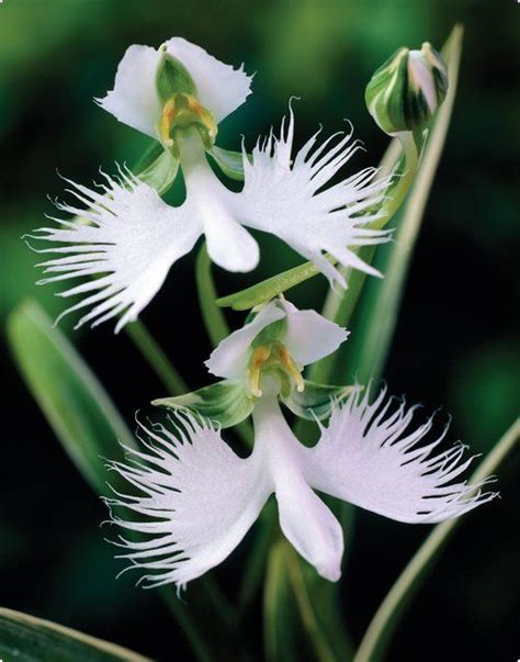 Orchids Wow These Are Beautiful They Look Like Doves Or Angels Love