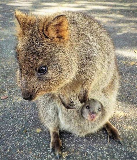 Thusly launched, baby q flails about on the ground, making. Quokka mum and baby | Animals friends, Rare animals, Cute ...