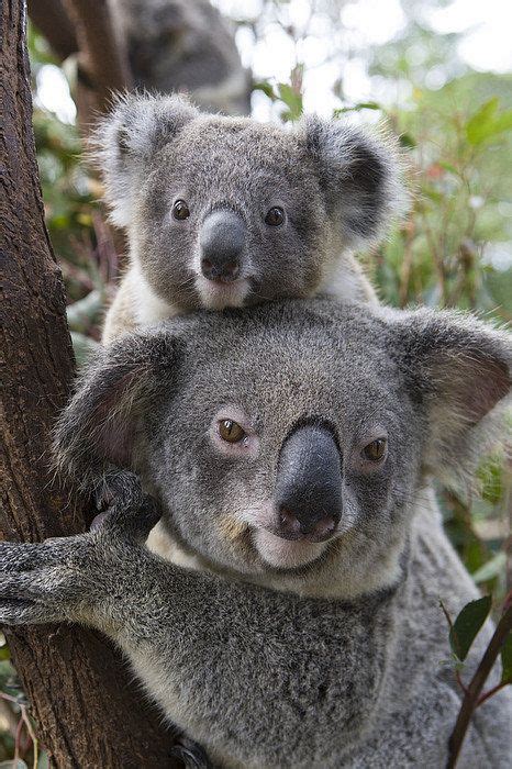 Koala Mother And Joey Australia Print By Suzi Eszterhas Baby Girl