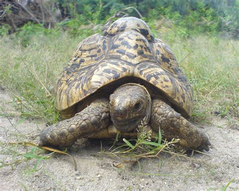 Filetortoise Closeup Wikipedia