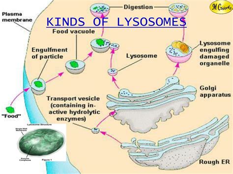 Ppt Cell Biology Powerpoint Presentation Free Download Id6932891