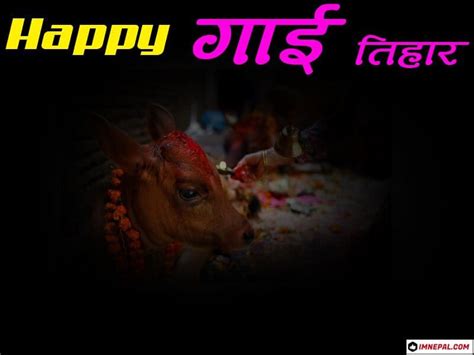 Happy Gai Tihar Cow Puja Nepal Greetings Cards Image Greeting Card