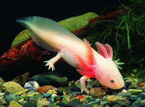 Le Blobfish Poisson Menacé élu Animal Le Plus Laid Du Monde