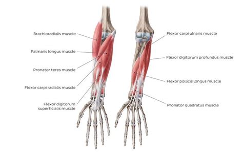 Flexors Of Forearm Forearm Muscles Structure Function And Anatomy Science Online