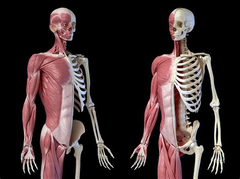Upper Body Male Anatomy Of Muscular Photograph By Pixelchaos Fine Art