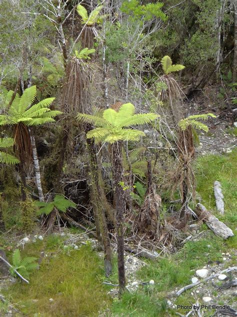 The Ultimate New Zealand Tree Fern Guide New Zealand Nature Guy