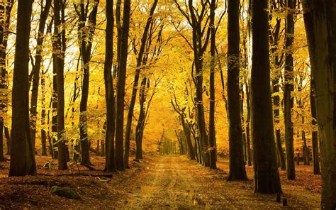 Download Wallpaper 1440x900 Autumn Forest Trees Path Hd Background