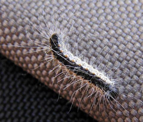 Les poils urticants de la chenille processionnaire sur votre peau provoquent une dermatite avec sensation de brûlure. Piqûre de chenille processionnaire : diagnostique et ...