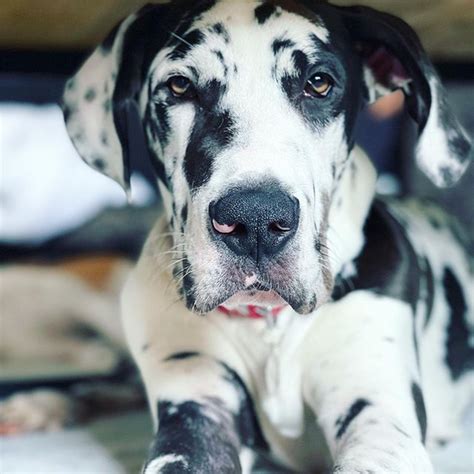 Harlequin Great Dane Dog Breed Information And Pictures