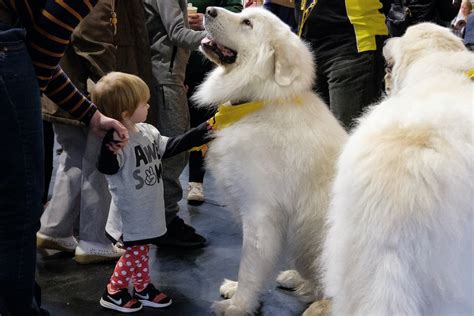 The 12 Most Protective Dog Breeds & How To Choose One For Your Family
