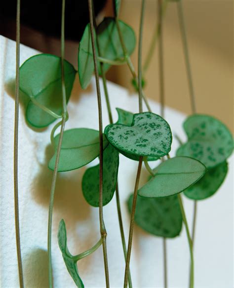 Cette plante est facile d'entretien. Ceropegia : tout savoir en 3 minutes (bouture, entretien ...