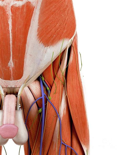 Illustration Of The Human Groin Anatomy Photograph By Sebastian Kaulitzki Science Photo Library