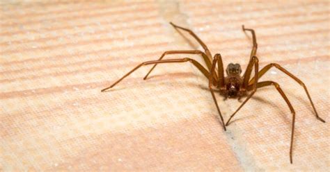 How To Get Rid Of Brown Recluse Spiders