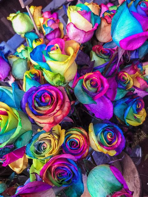 Rainbow Roses Can You Make Them Real Men Sow