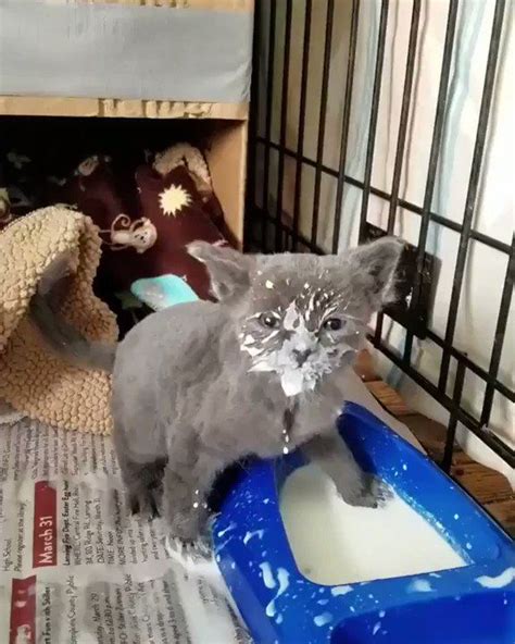 Emergency Kittens On Twitter Still Getting Used To Eating 📹 Kate