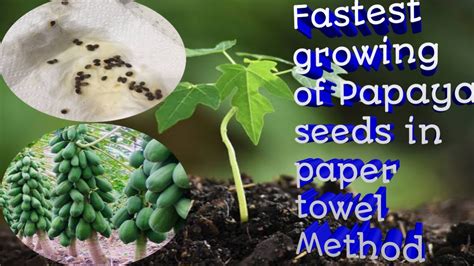 Fastest Growing Of Papaya Seeds Growing In Paper Towel Method