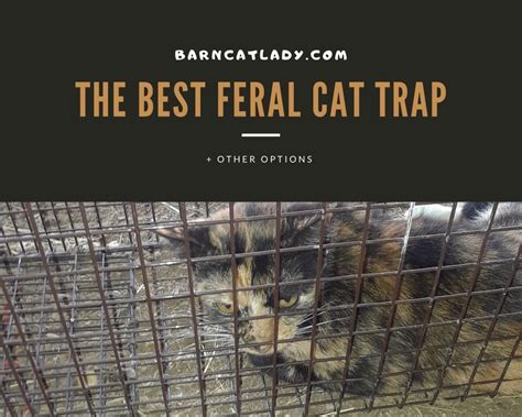 The Best Feral Cat Trap Other Options The Barn Cat Lady