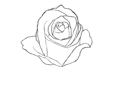 How To Draw A Rose gambar png