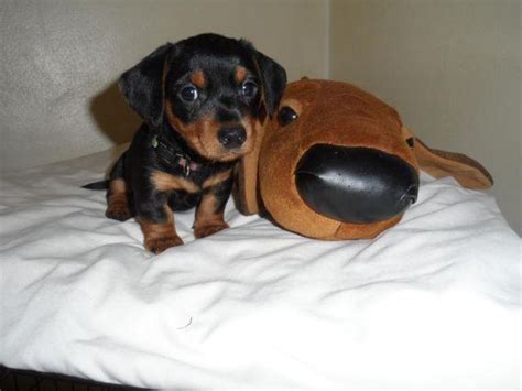 Otis is gorgeous puppy available the week of 3/24 the pawfect gift little over 2 lbs do not miss out on. " Mini Dorkie Puppies" { Hybrid } for Sale in Craigton, Ohio Classified | AmericanListed.com