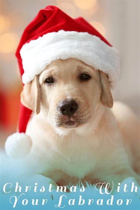 Labrador Christmas
