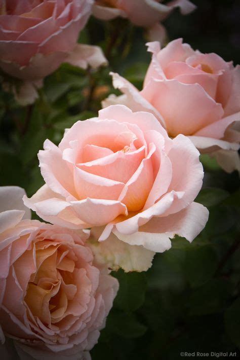 7 Best Antique Pink Roses Images Pink Roses Antique Pink Roses