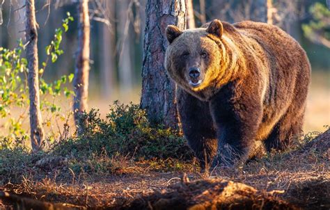 Medve jár a Bükkben | ZooZoo Portál
