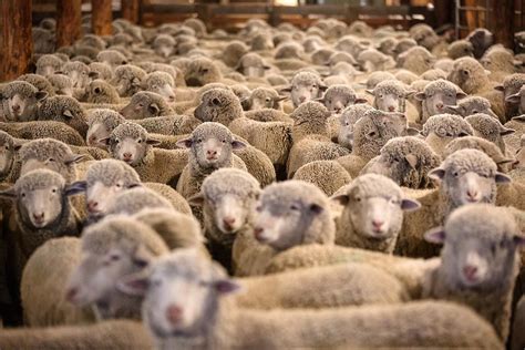 Agriculture Photography By Todd Klassy Photography Shearing Sheep Photos