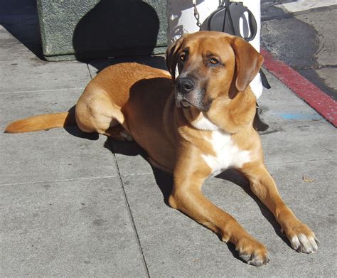 Before owning a pomeranian dog, you must know the cost and essential facts. Boxer Lab Mix | Boxer/Labrador Retriever Mix | Dogs ...