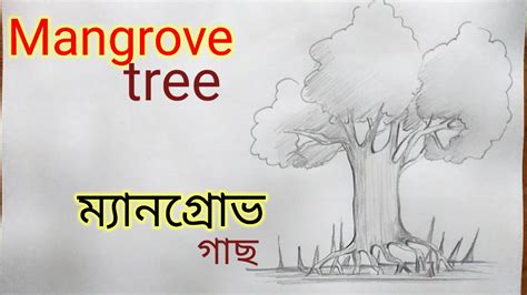 How to draw Mangroveplant easy mangrove forest sundarban মযনগৰভ