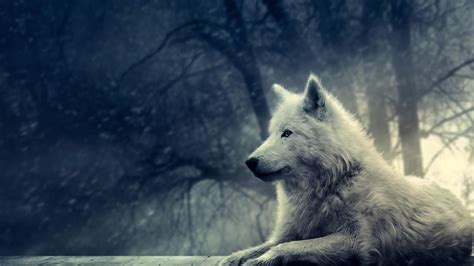 10 Top Cool Animal Wallpapers Wolf Full Hd 1920×1080 For Pc Desktop