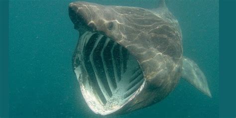 12 Amazing Basking Shark Facts Types Of Sharks