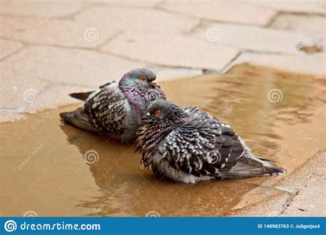 Pair Of Gray Doves Swimming In A Puddle On The Street Birds Bathe In