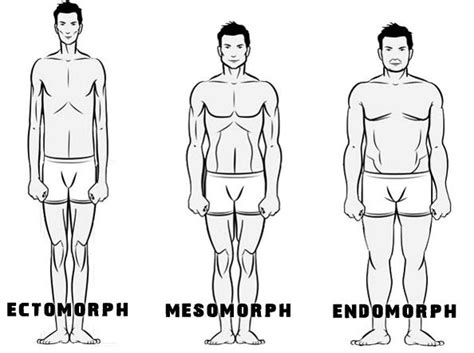 Körpertypen Körpertypen Stoffwechseltypen Endomorph Bodybuilder Sport fitness
