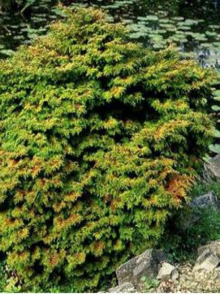 Cypr S Hinoki Du Japon Pygmaea Chamaecyparis Obtusa Le Jardin Du Pic Vert