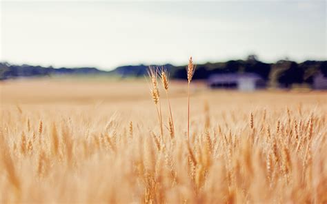 Golden Wheat Field Wallpapers And Images Wallpapers Pictures Photos