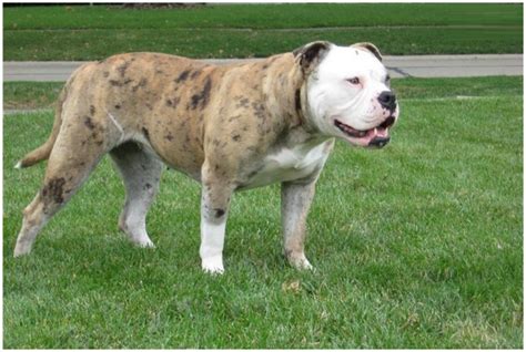 The american bulldog has been renowned for centuries as being. Alapaha Blue Blood Bulldog - Pictures, Rescue, Puppies ...