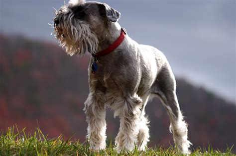 Cool Schnauzer Dog Wallpapers Hd Desktop And Mobile Backgrounds
