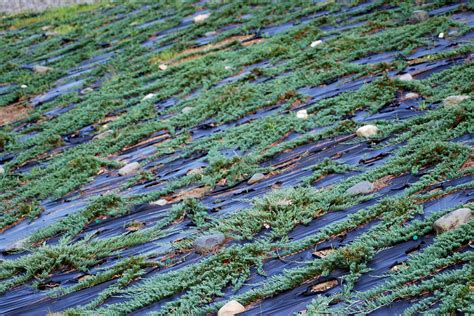 Blue Rug Juniper Plants Growing Tips And Care Guide