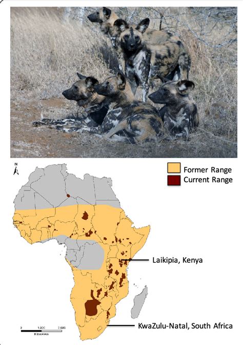 South African Wild Dog Pack Top And Map Of Extant And Former Wild Dog