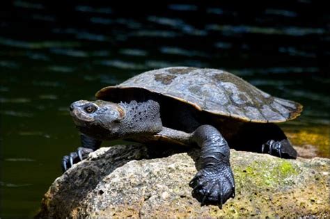 A Saw Shelled Turtle Elseya Latisternum Turtle Reptiles And